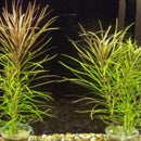 Eusteralis Stellata - Fresh N Marine