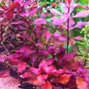 Ludwigia Super Red - Fresh N Marine