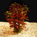 Ludwigia Super Red - Fresh N Marine