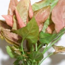 Syngonium Podophyllum - Fresh N Marine