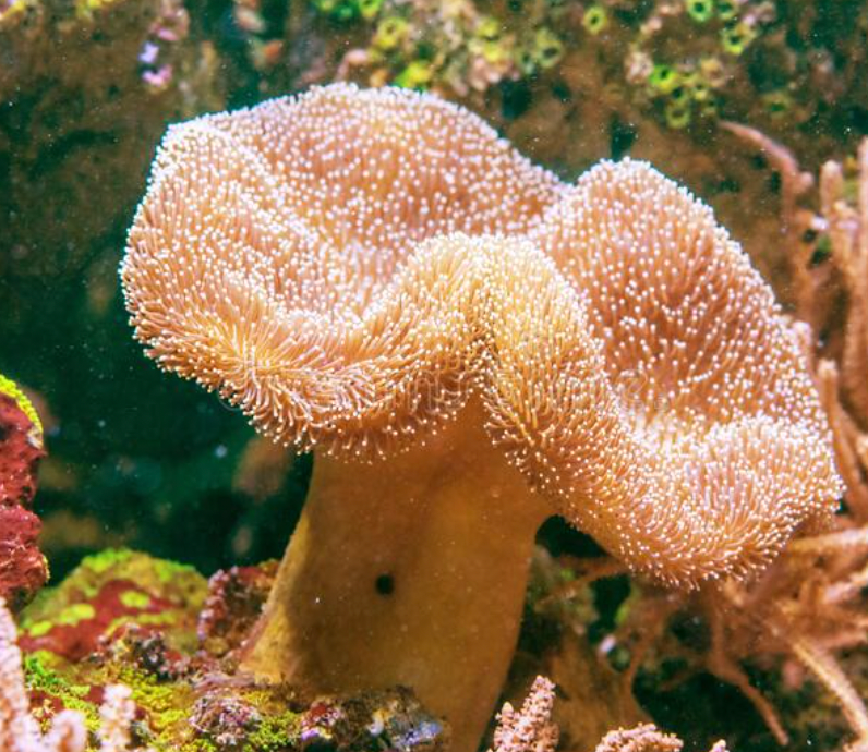 Toadstool Leather Coral (Sarcophyton glaucum) - Fresh N Marine