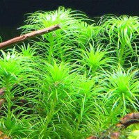 Tonina Species - Fresh N Marine