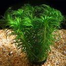 Tonina Species - Fresh N Marine