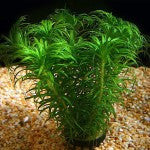 Tonina Species - Fresh N Marine