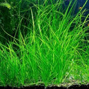Vallisneria Nana - Fresh N Marine