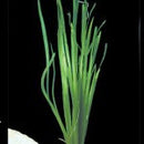 Vallisneria Spiralis - Fresh N Marine