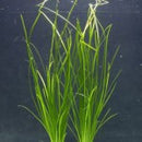 Vallisneria Nana - Fresh N Marine