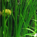 Vallisneria Spiralis - Fresh N Marine