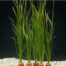Vallisneria Nana - Fresh N Marine