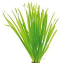 Vallisneria Spiralis - Fresh N Marine