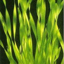 Vallisneria Americana - Fresh N Marine