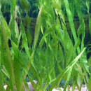 Vallisneria Americana - Fresh N Marine
