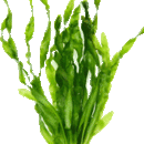 Vallisneria Americana - Fresh N Marine