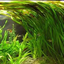 Vallisneria Gigantea - Fresh N Marine