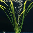Vallisneria Gigantea - Fresh N Marine