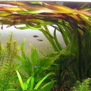 Vallisneria Gigantea - Fresh N Marine