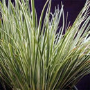 Acorus Variegatus - Fresh N Marine