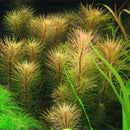 Rotala Sp Vietnam - Fresh N Marine