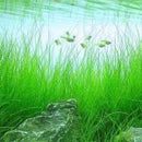 Eleocharis Vivipara - Fresh N Marine