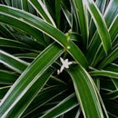 Chlorophytum Bichetii - Fresh N Marine