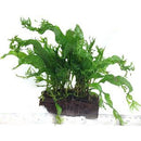 Java Fern 'Lace' (Microsorum pteropus 'Windelov') (wood) (Large) - Fresh N Marine