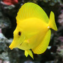 Yellow Tang (Zebrasoma flavescens)(Captive Bred!) - Fresh N Marine